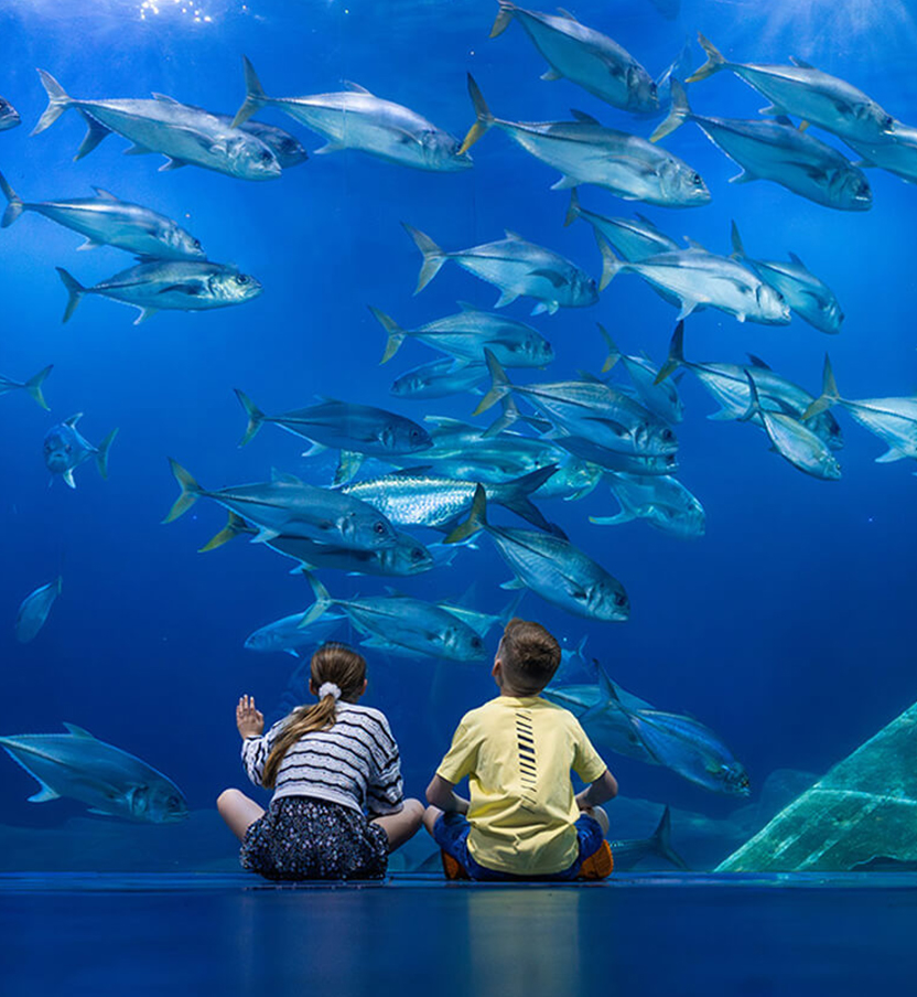 Stunning aquarium designs create immersive underwater worlds