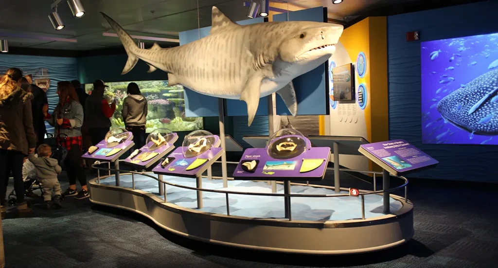 Engaging aquarium museum exhibit with interactive displays