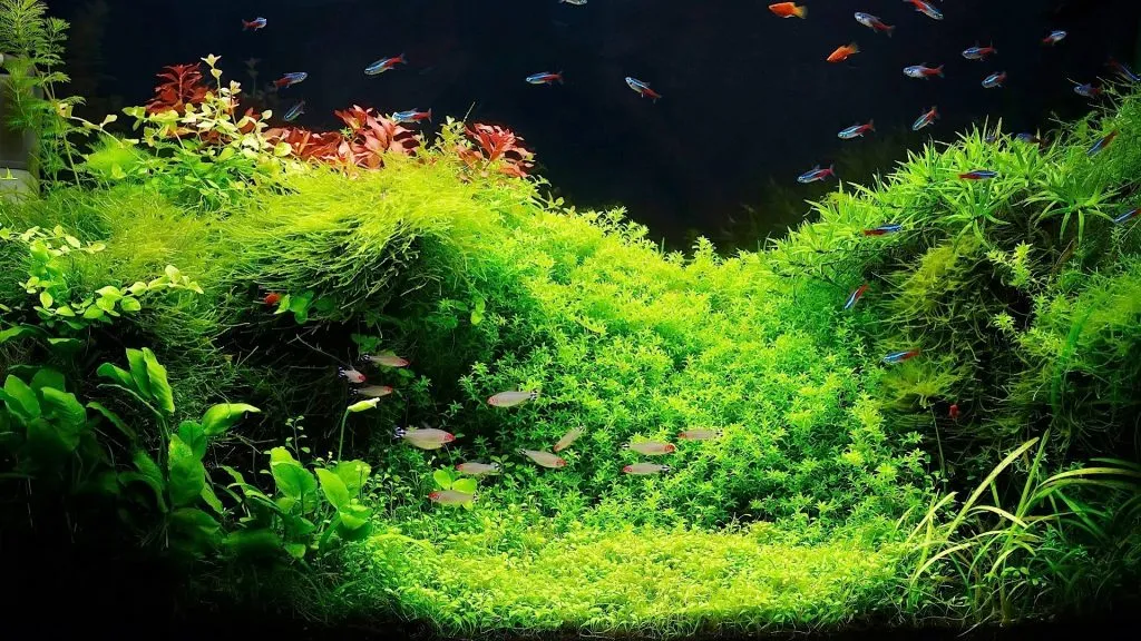 Aquarium live plants
