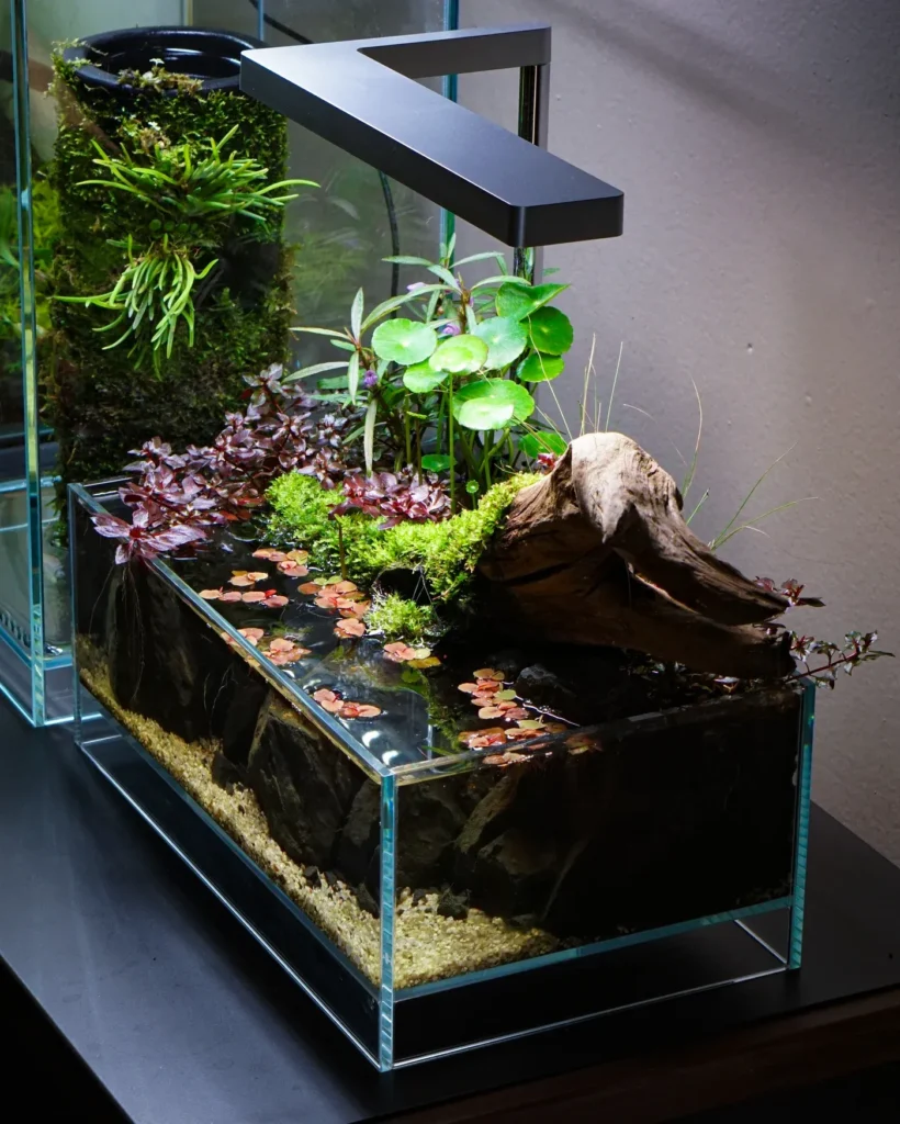 Aquarium live plants