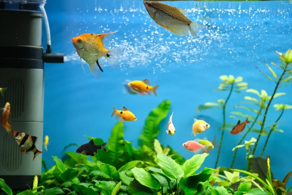 Efficient aquarium water filtration system design and planning