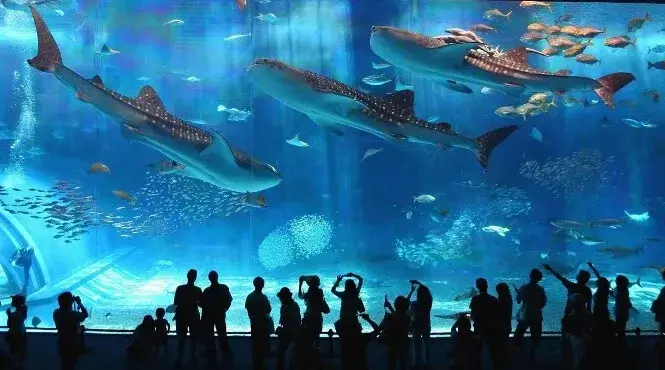 Efficient aquarium water filtration system design and planning