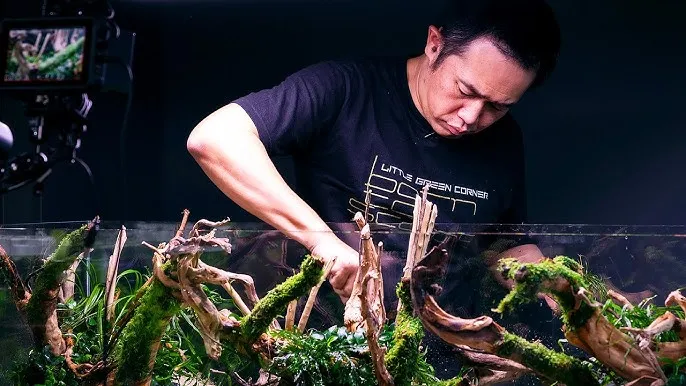 Stunning aquascape design
